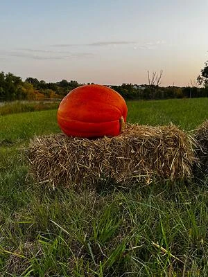 Jumbo Pumpkins