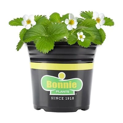 Bonnie Plants 1 gal. Strawberry, Live Plant