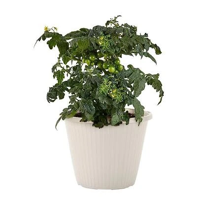 0.94 Gal. Tiny Temptations Tomato, Live Plant