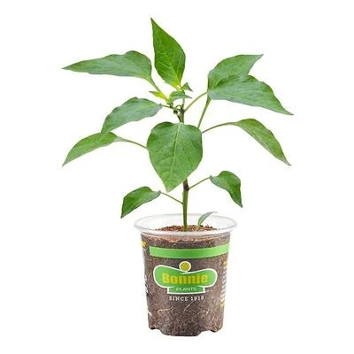 Bonnie Plants Mad Hatter 19.3 oz Premium Pepper Grinder