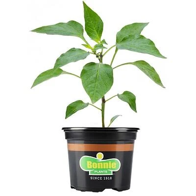 25 oz Carolina Reaper – Ultra‑Hot Pepper Pack