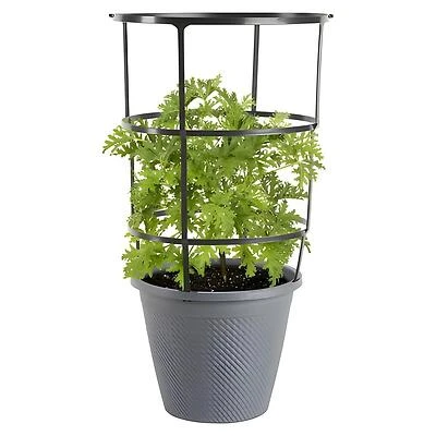 Bonnie Plants Citronella Live Plant With Lemon-Scented Leaves, 11 In. Cage