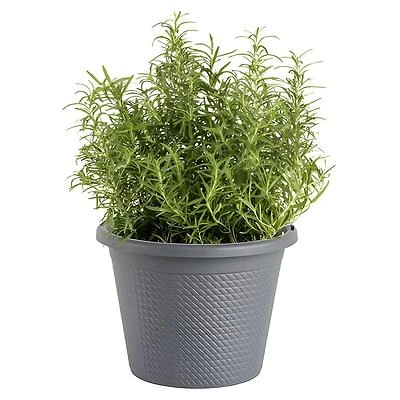 Bonnie Plants Rosemary Herb Plant, 8-Inch Pot