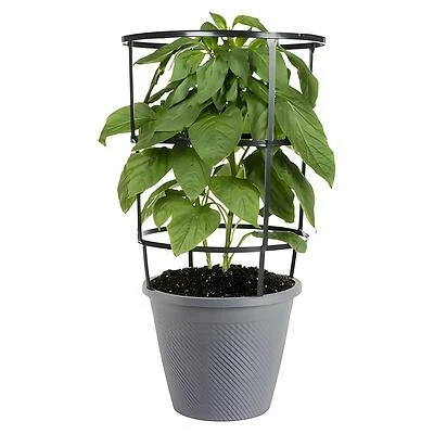 Bonnie Plants Green Sweet Bell Pepper Live Plant, 11-inch Cage