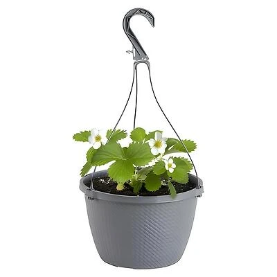 Bonnie Plants Albion Strawberry Live Plant, Everbearing Hybrid, 10 Inch Basket