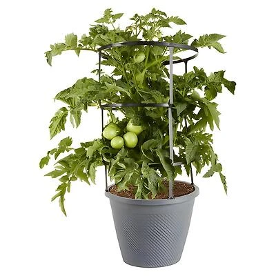 Bonnie Plants Early Girl Tomato Live Plant, 2.5 Gallon Cage
