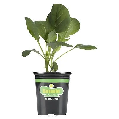 Bonnie Plants Green Magic Broccoli Live Plant, 4.5 Inch Pot