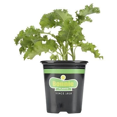 Bonnie Plants Curly Kale Potted Plant, 4.5 In., 19.3 Oz.