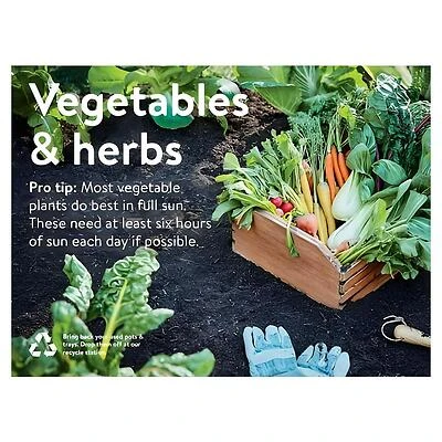 Bonnie Plants Calabacita Squash Seedling, 19.3 Oz