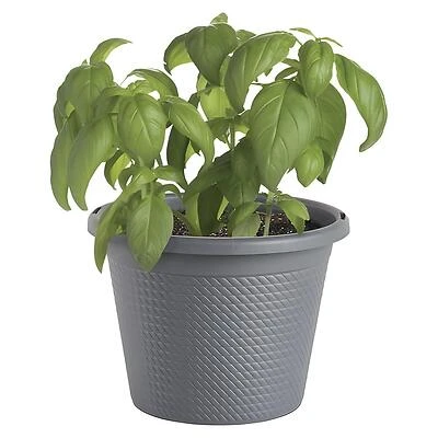 Bonnie Plants Sweet Basil Live Plant, Pesto Variety, 8 In.