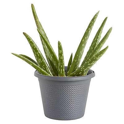 Bonnie Plants Aloe Succulent Live Plant, 8 In. Container