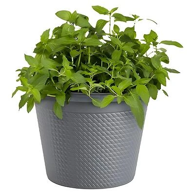 Bonnie Plants Assorted Live Herb Plants, 8 In. Tall