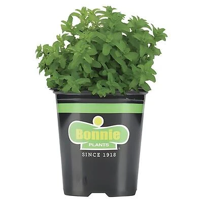 Bonnie Plants Lemon Balm Herb Plant, 19.3 Oz