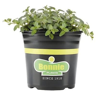 Bonnie Plants Peppermint Live Plant, 1 Gallon