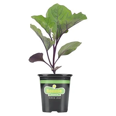 Bonnie Plants Red Cabbage Live Plant, 4.5 Inch Pot