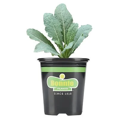 Bonnie Plants Lacinato Kale, 4.5 in. Potted Plant, 25 oz.