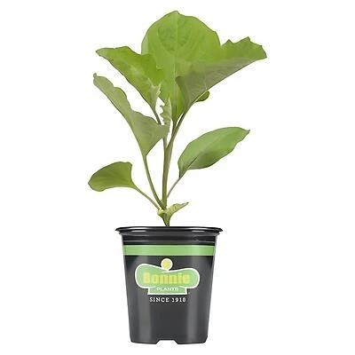 Bonnie Plants White Hybrid Cauliflower Live Plant, 4.5 In. Pot