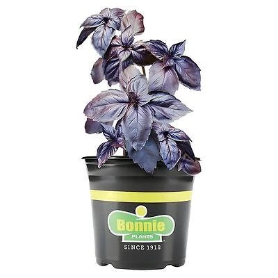 Bonnie Plants Purple Basil Live Plant, 1 Gallon, Licorice Flavor