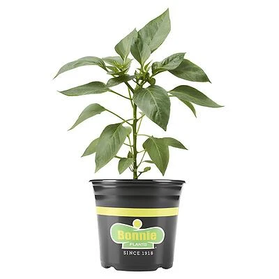 Bonnie Plants Red Ghost Pepper Plant, 2.32 Quart
