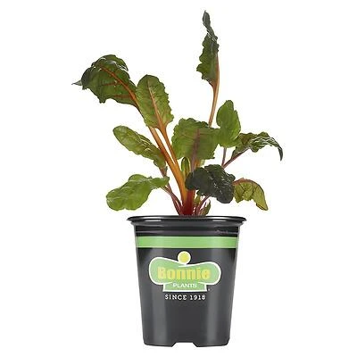 Bonnie Plants Swiss Chard Vegetable Plant, 4.5 In. Pot, 25 Oz.