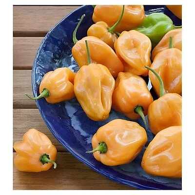 Bonnie Plants Habanero Hot Pepper Potted Plant, 2.32 Qt.
