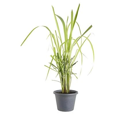Bonnie Plants Live Lemongrass, Ornamental Grass, 8 Inch Potted Plant
