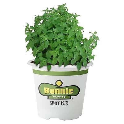 Bonnie Plants Catnip, 4.5 In. Pot, 19.3 Oz.