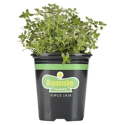 Bonnie Plants Lemon Thyme, 2.32 Quart Herb Plant